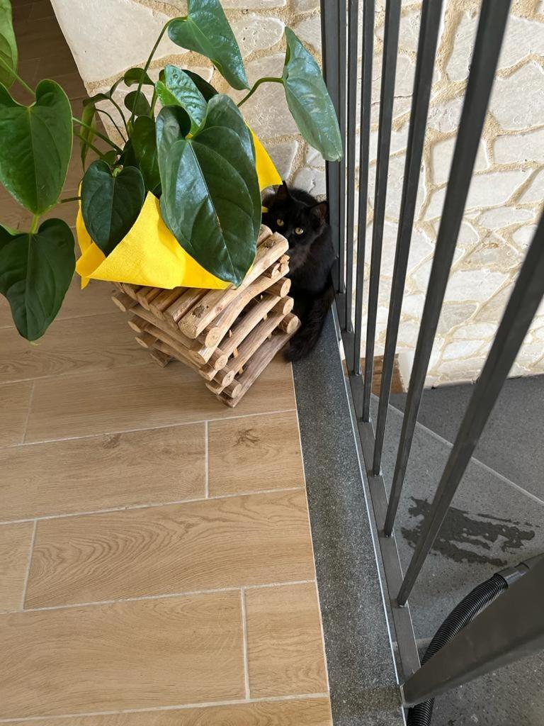 La Pomelia B&B Sofia Трапитело Екстериор снимка